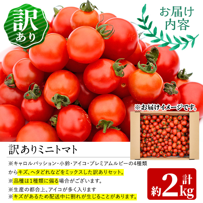 訳あり 規格外 数量限定 門川町産 ミニトマト(計2kg)  訳あり 規格外 数量限定 門川町産 ミニトマト 期間限定 生活応援 とまと 野菜 ミックス 生 旬野菜 冷蔵 【X-9】【いけとも農園】
