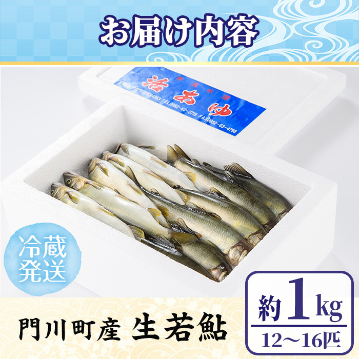 【北海道・離島配送不可】＜先行予約受付中！2026年6～8月の間に発送予定＞生若鮎(約1kg・12～16匹) 鮎 冷蔵 若鮎 生き〆 生きシメ 国産 門川町産 宮崎県産 塩焼き あゆ 川魚 養殖 香魚 期間限定 【ME-01】【米良水産】