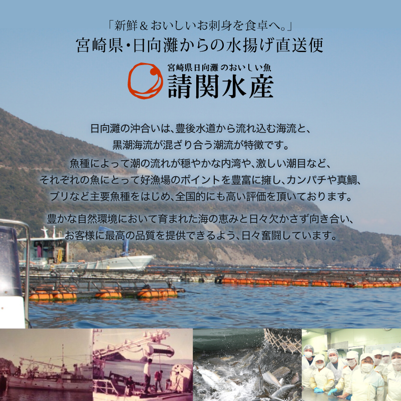 【北海道・離島配送不可】日向灘ぶりのお刺身(約400〜550g)魚介 魚 旬 海鮮 ブリ 鰤 ぶり柵 刺身 しゃぶしゃぶ 冷蔵 宮崎県 門川町【UZ-03】【請関水産】