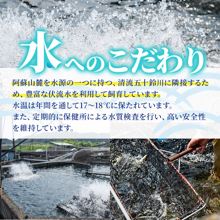 【北海道・離島配送不可】＜先行予約受付中！2026年10月～11月中旬の間に発送予定＞＜期間限定＞生子持ち鮎(約1kg・10～14匹)  鮎 冷蔵 子持ち鮎 生き〆 生きシメ 国産 門川町産 宮崎県産 塩焼き あゆ 川魚 養殖 香魚 期間限定 【ME-02】【米良水産】