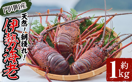 ＜数量限定・期間限定＞天然！門川町産活き伊勢海老(計1kg・約2〜3尾)エビ えび 刺身 魚介 海鮮 朝獲れ 国産【O-4】【門川漁業協同組合】