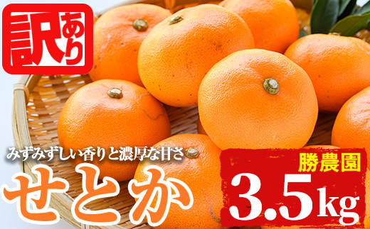 ＜訳あり！＞宮崎県門川町産せとか(約3.5kg)柑橘 果物 数量限定 期間限定 国産 フルーツ 常温保存 遠見半島 宮崎県 門川町【AE-24】【勝農園】