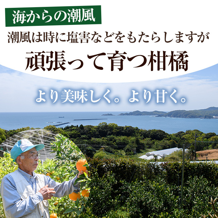 ＜先行予約受付中！2026年2～4月中旬発送予定＞宮崎県門川町産はるみ(約3kg) 柑橘 果物 数量限定 期間限定 国産 フルーツ 冷蔵 保存 遠見半島 【AE-20】【勝農園】