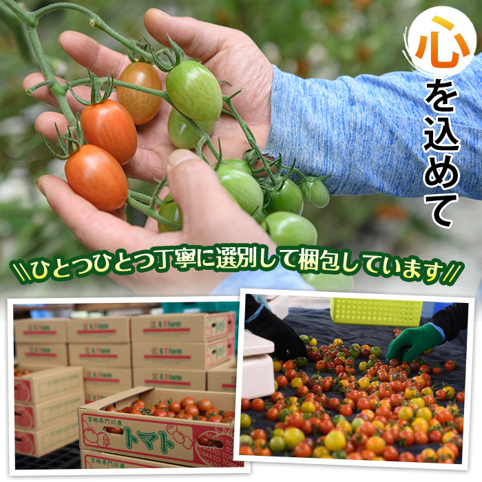 ã«ã©ãã«ãããé£ã¹æ¯ã¹ã»ãã(çŽ2kg)åœç£ å®®åŽçç£ ãšãŸãš éè ãµã©ã é»è² ãªã¬ã³ãž ã¿ã©ã 玫 ã¢ã€ã³ èµ€ ã»ã¬ãã¹ã€ãŒããKT-2ããK.TFarmã