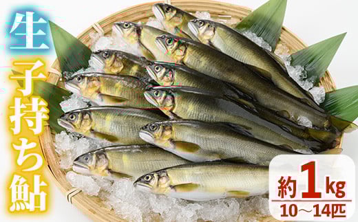 【北海道・離島配送不可】＜先行予約受付中！2026年10月～11月中旬の間に発送予定＞＜期間限定＞生子持ち鮎(約1kg・10～14匹)  鮎 冷蔵 子持ち鮎 生き〆 生きシメ 国産 門川町産 宮崎県産 塩焼き あゆ 川魚 養殖 香魚 期間限定 【ME-02】【米良水産】