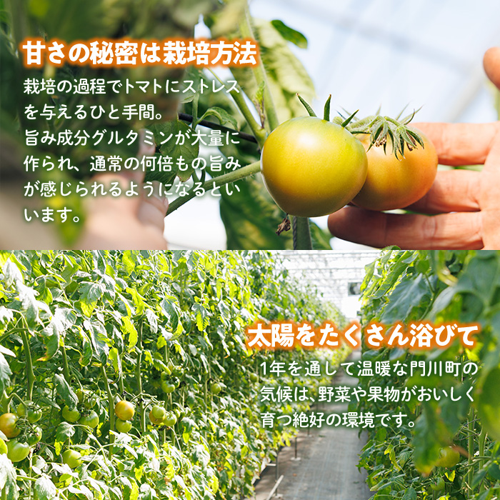 門川ひなたのトマト(800g×2箱) 高糖度 トマト フルーツトマト 野菜 旬野菜 冷蔵 門川町産 宮崎県 門川町 【TM-02】【宮崎県農業協同組合日向地区本部(門川選果場)】