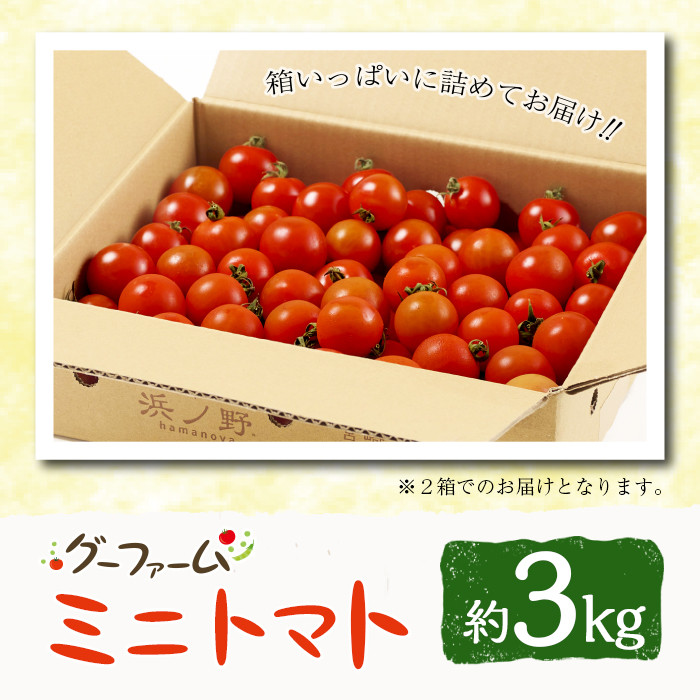 ＜先行予約受付中！2025年12月から順次発送予定＞＜期間限定＞ ミニトマト(約3kg) 野菜 とまと フルーツトマト サマー千果 アイコ サラダ 【GF-2】【グーファーム】