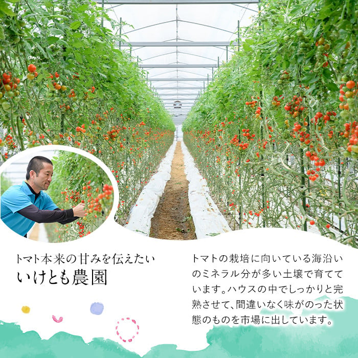 訳あり 規格外 数量限定 門川町産 ミニトマト(計2kg)  訳あり 規格外 数量限定 門川町産 ミニトマト 期間限定 生活応援 とまと 野菜 ミックス 生 旬野菜 冷蔵 【X-9】【いけとも農園】