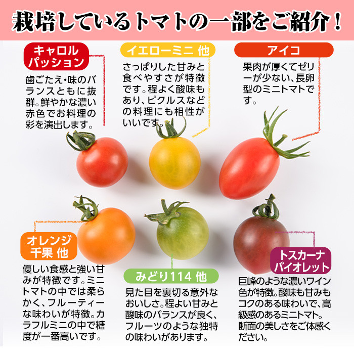 カラフルトマト食べ比べセット(約1kg) 国産 宮崎県産 とまと 野菜 サラダ 黄色 オレンジ みどり 紫 アイコ 赤 セレブスイート 【KT-9】【K.Tfarm】