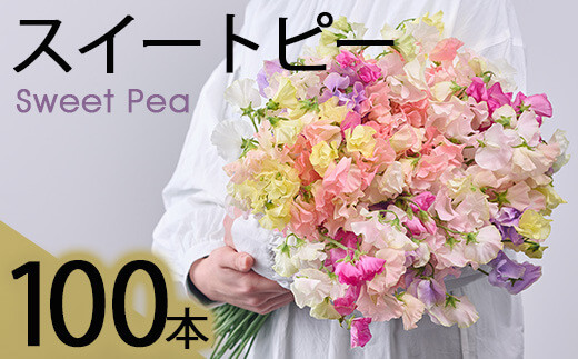 門川町産スイートピーミックス(計100本・50本×2束) 花 フラワー ギフト 贈り物 プレゼント 常温 保存 宮崎県 門川町【AL-1】【安田農園】