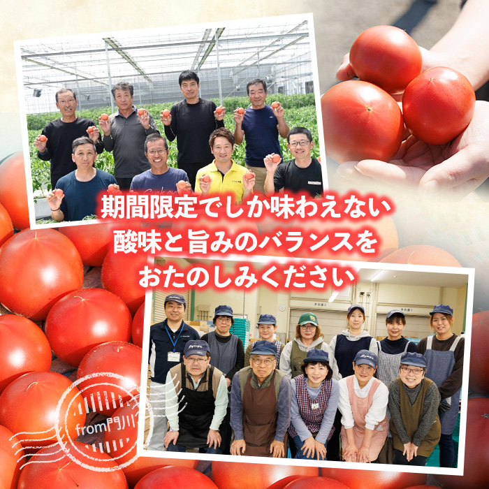 門川ひなたのトマト(800g×2箱) 高糖度 トマト フルーツトマト 野菜 旬野菜 冷蔵 門川町産 宮崎県 門川町 【TM-02】【宮崎県農業協同組合日向地区本部(門川選果場)】