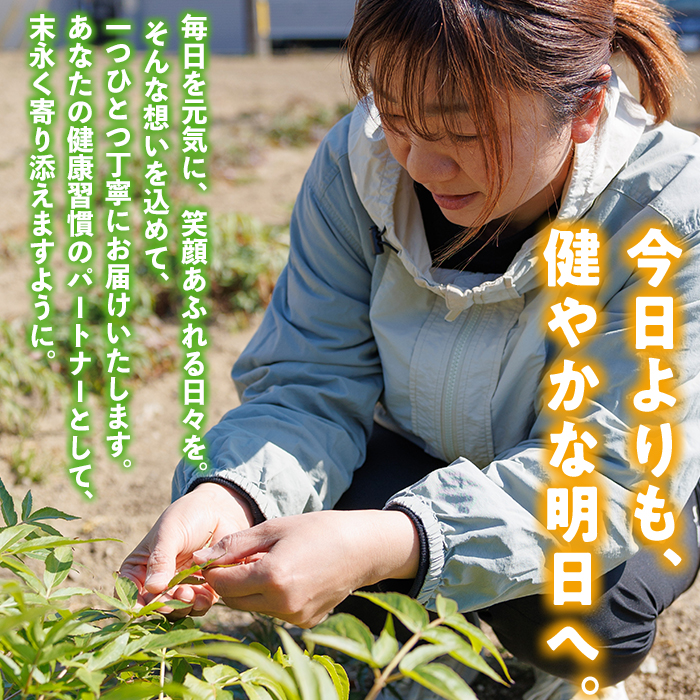 ヒュウガトウキ茶 ティーパック(1.5g×7個×1袋) トウキ茶 お茶 便利 簡単 生薬 ヒュウガトウキ 日本山人参 宮崎県産 国産【SF-03】【SMILE FARM】