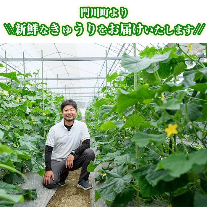 宮崎県産きゅうり(2.5kg)野菜 やさい サラダ 胡瓜 漬物 キムチ 冷蔵【NS-2】【中澤農園】