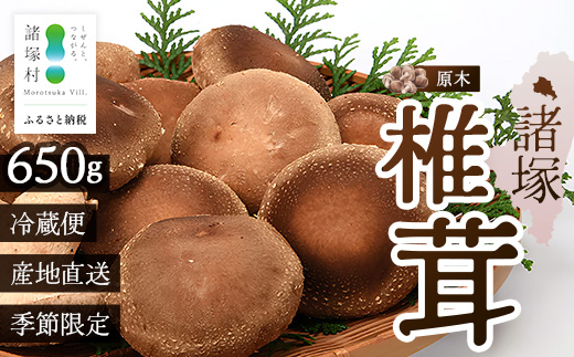 【先行予約】宮崎県諸塚村産 原木生椎茸 約650g［2026年9月〜11月ごろにお届け］冷蔵｜しいたけ 生シイタケ きのこ キノコ 原木しいたけ 産地直送 秋の味覚 もろっこはうす MO-30