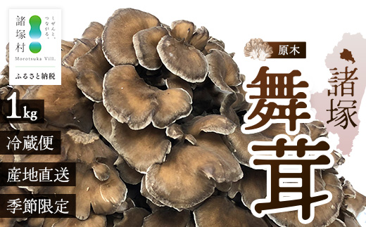 【先行予約】宮崎県諸塚村産 原木舞茸 1kg 数量限定［2026年10月下旬〜11月中旬ごろにお届け］冷蔵｜マイタケ きのこ キノコ 原木まいたけ 産地直送 秋の味覚 もろっこはうす 宮崎県 諸塚村 MO-29