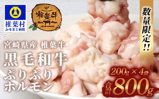 宮崎県産 椎葉牛 ぷりぷりホルモン（小腸）もつ鍋・焼肉用 200g×4P（800g）［宮崎 椎葉 国産 国産牛 ほるもん ホルモン 牛モツ もつ モツ もつなべ もつ鍋 モツ鍋 コラーゲン ホルモン単品 おつまみ つまみ やきにく 焼肉 BBQ バーベキュー アウトドア キャンプ 冷凍 贈物 ギフト お中元 お歳暮 日本三大秘境］【TK-82】