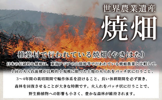 焼畑農家がつくった 白もち 10個【日本三大秘境の地「椎葉村」からお届け】[送料無料 宮崎県 宮崎 椎葉村 椎葉 餅 もち モチ 白餅 セット しろもち 焼き餅 焼餅 お雑煮 雑煮 正月 お祝い 祝い 美味しい うまい おぞうに ぞうに やきもち もち米 焼きもち]【YS-48】