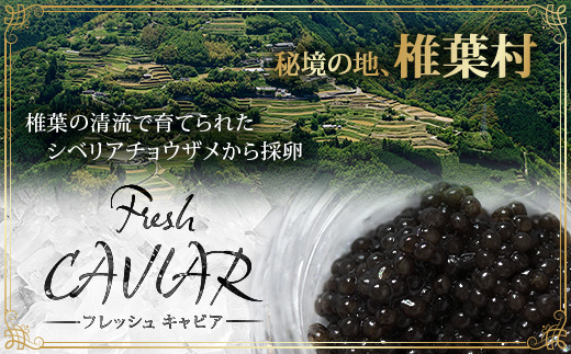 【6回定期便】【訳あり】 国産 キャビア HEIKE CAVIAR  20g × 6回 計120g 【世界三大珍味×日本三大秘境】［ 訳あり 宮崎 椎葉 国産 チョウザメ キャビア 定期便 定期 20g 120g 6回定期 魚卵 卵 お酒 魚介 珍味 加工品 冷凍 高級 高級食材 贅沢 世界三大珍味 グルメ ギフト プレゼント 贈答 希少 人気 おすすめ 送料無料 ］SZ-117_6teiki