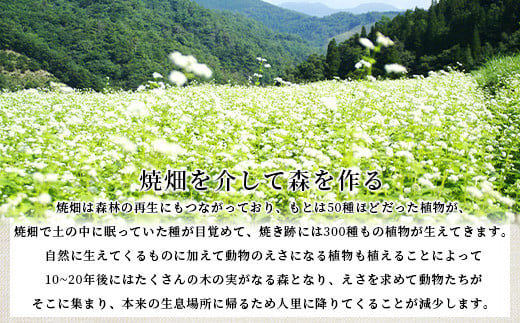 焼畑農家がつくった あずきもち 10個【日本三大秘境の地「椎葉村」からお届け】送料無料 宮崎県 宮崎 椎葉村 椎葉 餅 あずきもち 小豆 小豆もち 小豆餅 あずき餅 あずき アズキ もち モチ セット 焼き餅 焼餅 正月 お祝い 祝い 美味しい うまい やきもち もち米 焼きもち【YS-46】