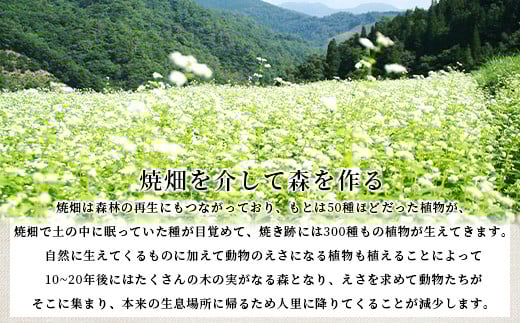 焼畑農家がつくった5種のお餅バラエティセットA(白もち よもぎもち とうきびもち あずきもち あわもち)【日本三大秘境の地「椎葉村」からお届け】送料無料 宮崎県 宮崎 椎葉村 椎葉 餅 雑穀 もち モチ セット 食べ比べ 焼き餅 焼餅 正月 お祝い 祝い 美味しい うまい やきもち もち米 焼きもち 白もち よもぎもち 蓬もち とうきびもち あずきもち 小豆もち あわもち 粟もち【YS-49】