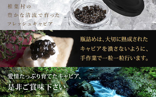 〈3回定期便〉【桐箱入り】 国産 キャビア 20g × 3回配送 計60g【世界三大珍味×日本三大秘境】［宮崎 椎葉 国産 ちょうざめ チョウザメ きゃびあ キャビア 魚卵 卵 定期便 定期 60g 3回配送 クリーミー お酒 魚介 珍味 加工品 冷凍 高級 贅沢 グルメ ディナー パーティー おつまみ ギフト 記念日 誕生日 プレゼント お祝い 贈答 贈答品 希少］SZ-103_3teiki