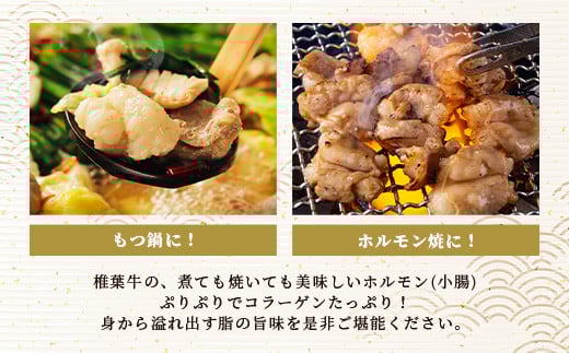 宮崎県産 椎葉牛 ぷりぷりホルモン（小腸）もつ鍋・焼肉用 200g×4P（800g）［宮崎 椎葉 国産 国産牛 ほるもん ホルモン 牛モツ もつ モツ もつなべ もつ鍋 モツ鍋 コラーゲン ホルモン単品 おつまみ つまみ やきにく 焼肉 BBQ バーベキュー アウトドア キャンプ 冷凍 贈物 ギフト お中元 お歳暮 日本三大秘境］【TK-82】