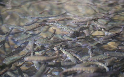 縲仙郁。悟女莉假シ壻サ、蜥8蟷エ迚医代先、手痩縺ァ縺ョ貂捺オ驥」繧翫r讌ス縺励縲鷹♀貍∬ィア蜿ッ險シ(蟷エ蛻ク) 閠ウ蟾晄ーエ邉サ縲宣」繧雁・ス縺榊ソ隕九代触K-1縲措騾∵侭辟。譁 螳ョ蟠守恁 螳ョ蟠 讀手痩譚 讀手痩 驕頑シ∝虻 驕頑シ∬ィア蜿ッ險シ 險ア蜿ッ險シ 驥」繧 驥」 豐ウ 蟾 驕頑シ 蛻ク 蟷エ蛻ク 閠ウ蟾晄ーエ邉サ 蟾晞ュ 繝、繝槭Γ 繝、繝槭Γ驥」繧 閠ウ蟾晄ーエ 菴馴ィ転
