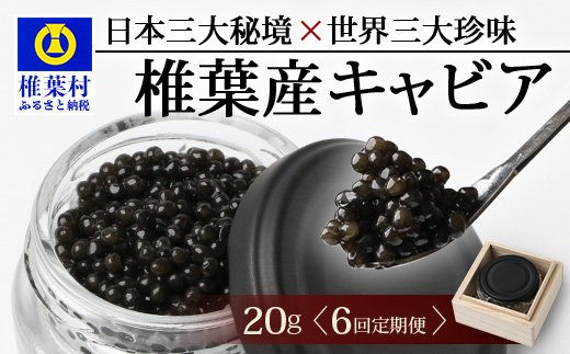 〈6回定期便〉【桐箱入り】 国産 キャビア 20g × 6回配送 計120g【世界三大珍味×日本三大秘境】［宮崎 椎葉 国産 ちょうざめ チョウザメ きゃびあ キャビア 魚卵 卵 定期便 定期 120g 6回配送 クリーミー お酒 魚介 珍味 加工品 冷凍 高級 贅沢 グルメ ディナー パーティー おつまみ ギフト 記念日 誕生日 プレゼント お祝い 贈答 贈答品 希少］SZ-103_6teiki