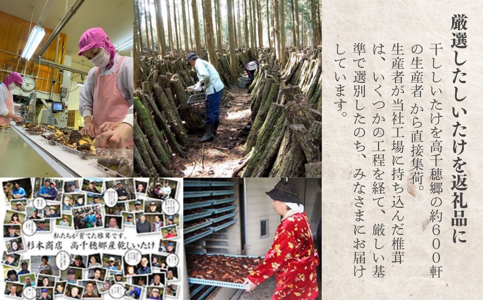 うま味を深める万能調味料！本格椎茸粉 40g×4袋 椎茸 粉 調味料 粉末 パウダー 椎茸パウダー 万能 万能調味料 だし 万能だし 旨み 料理 普段使い 使い勝手 贈り物 贈答 ギフト グルメ おすすめ 人気 うま粉 宮崎県 高千穂町 _Tk005-053