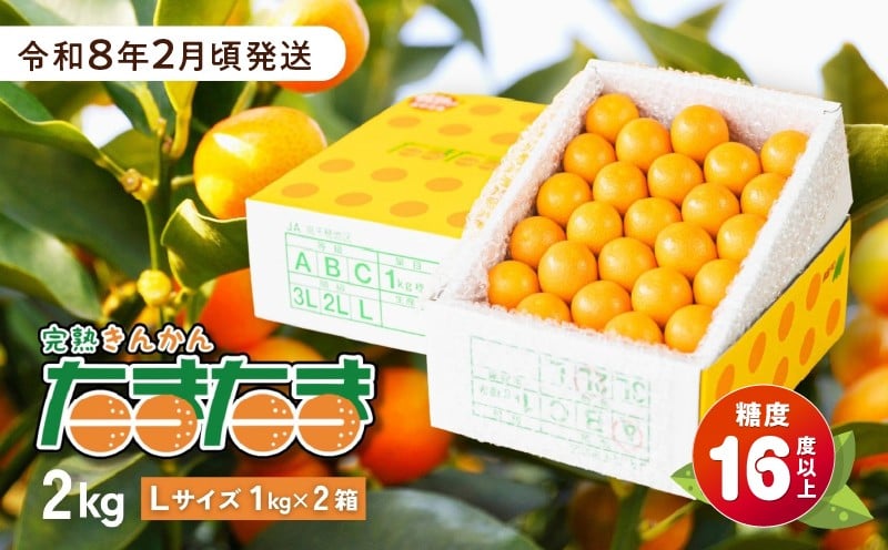 完熟きんかん たまたま 2kg 果物 フルーツ デザート スイーツ きんかん きんかんたまたま 完熟 宮崎県産 国産 宮崎産 贈答 贈り物 ギフト プレゼント ブランド 柑橘 柑橘系 柑橘類 おやつ グルメ お取り寄せ 宮崎県 高千穂町 _Tk004-050