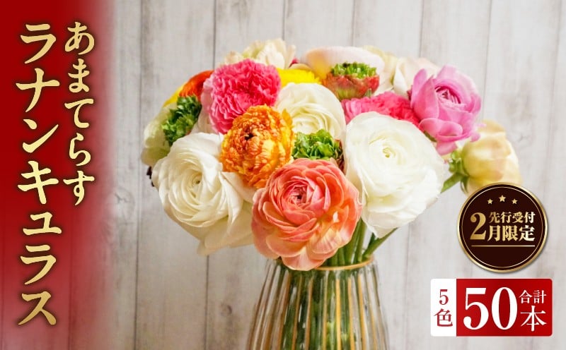 ラナンキュラス（2月限定）あまてらすラナンキュラス 花 お花 フラワー 花弁 白 黄 赤 ピンク オレンジ 贈答 贈り物 ギフト プレゼント お祝い 内祝い 卒業祝い 退職祝い 記念日 結婚記念日 誕生日 節目 門出 花言葉 観賞 観賞用 植物 生け花 切り花 宮崎県 高千穂町 _Tk004-052