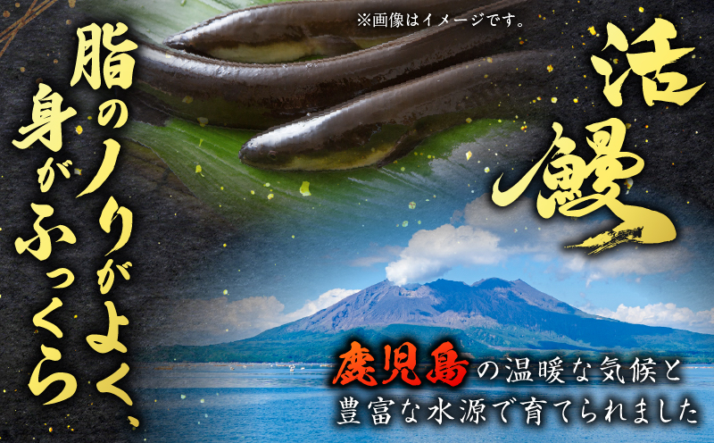 職人が丁寧に仕上げる本格炭火焼 鹿児島県産うなぎの蒲焼き 5尾　K282-001_02