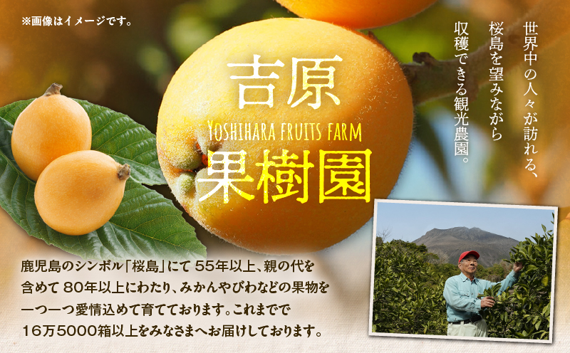 旬の朝採り！ 鹿児島 桜島産びわ 3箱（訳あり品）　K343-002_03