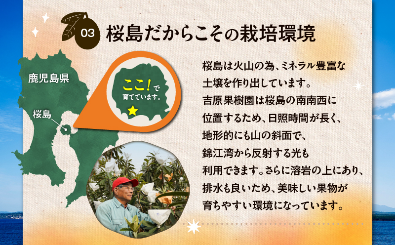 旬の朝採り！ 鹿児島 桜島産びわ 1箱（訳あり品）　K343-002