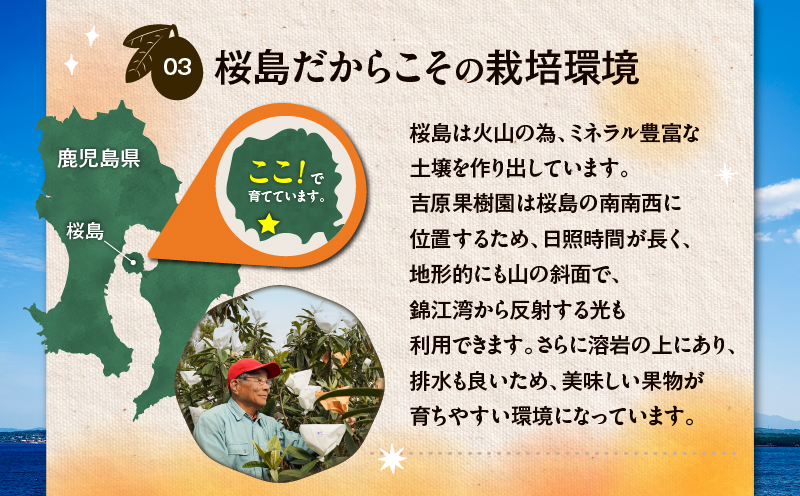 旬の朝採り！ 鹿児島 桜島産びわ 2箱（秀品）　K343-001_02