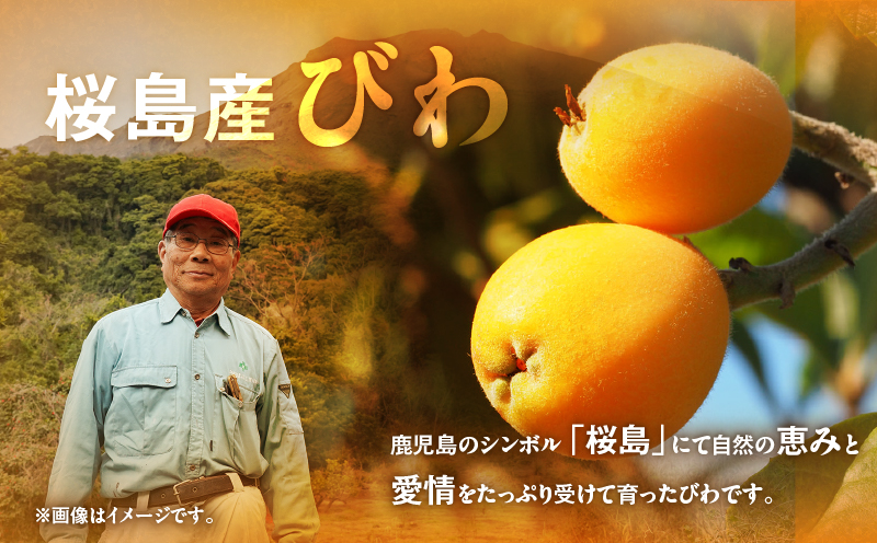 旬の朝採り！ 鹿児島 桜島産びわ 2箱（秀品）　K343-001_02