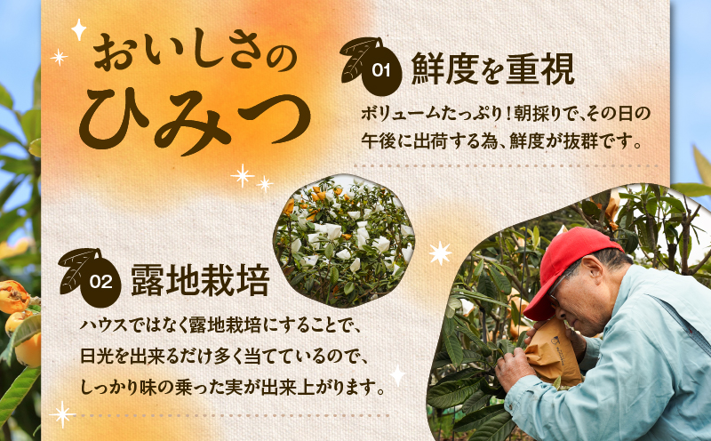 旬の朝採り！ 鹿児島 桜島産びわ 2箱（秀品）　K343-001_02