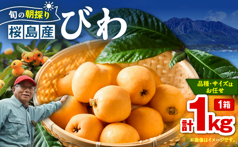 旬の朝採り！ 鹿児島 桜島産びわ 1箱（秀品）　K343-001