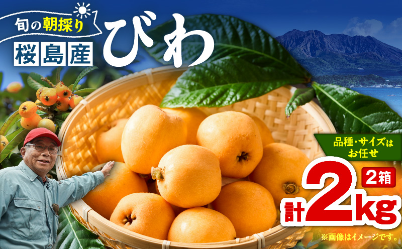 旬の朝採り！ 鹿児島 桜島産びわ 2箱（秀品）　K343-001_02