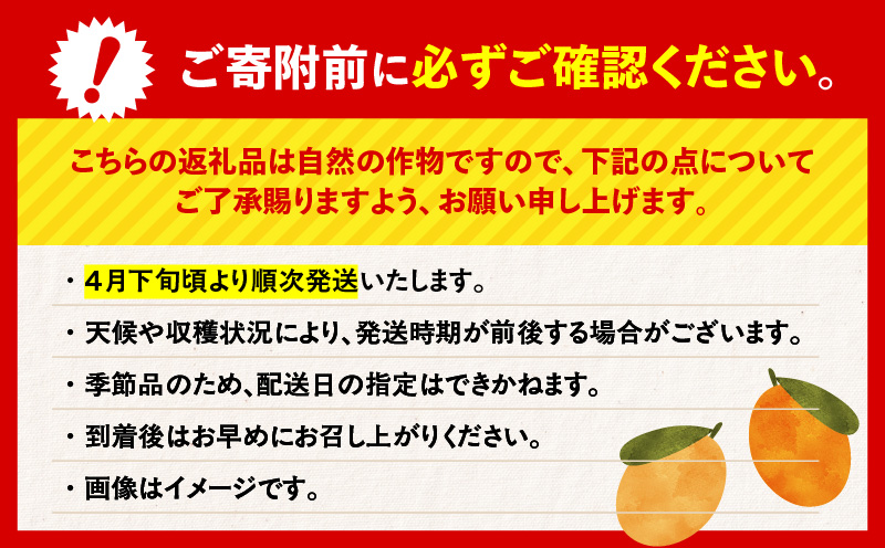 旬の朝採り！ 鹿児島 桜島産びわ 3箱（秀品）　K343-001_03