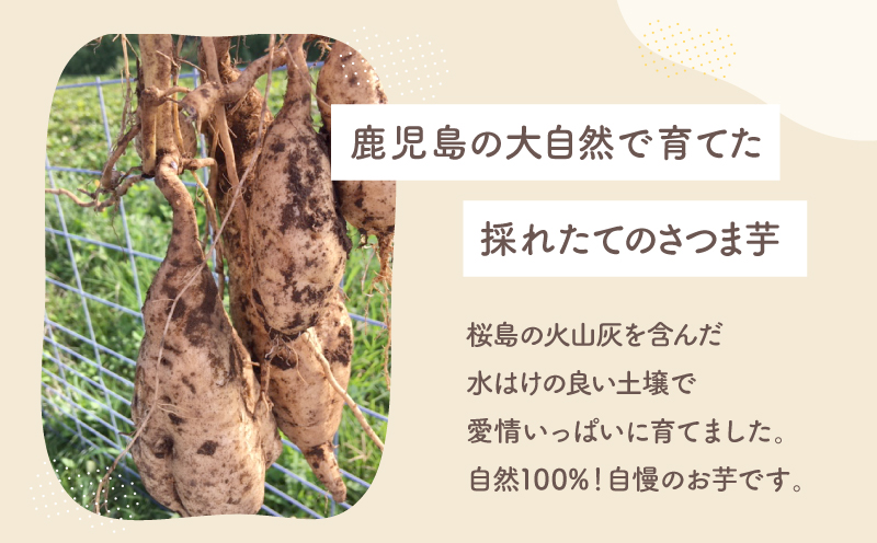 おいもや 芋かりんとう（250g）　KN091-006-06【有限会社おいもや】
