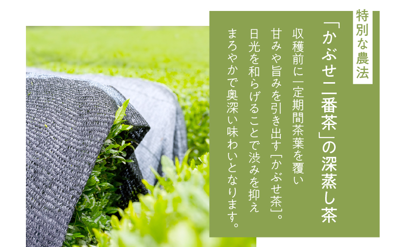 ホッとするね いつものお茶 1kg（100g×10本）　KN162-002-04