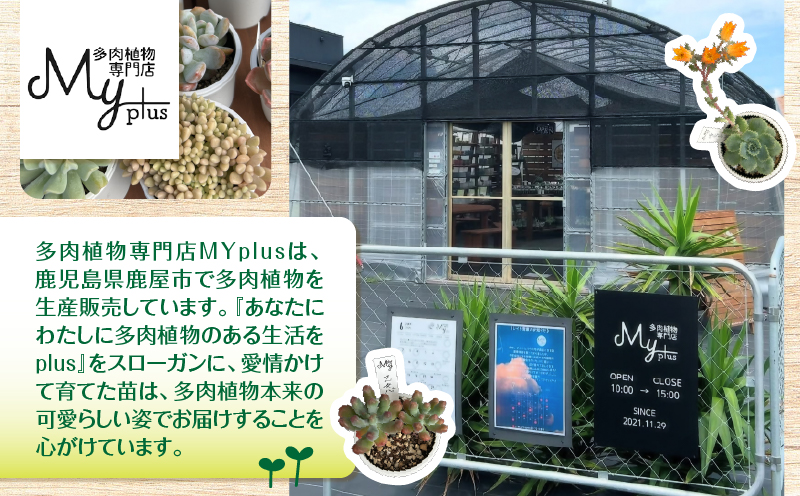 おまかせ多肉植物アソート【9種】　KN169-002-03