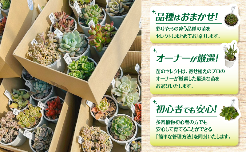 おまかせ多肉植物アソート【9種】　KN169-002-03