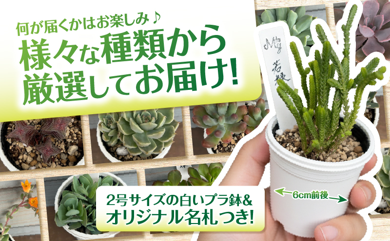 おまかせ多肉植物アソート【6種】　KN169-002-02