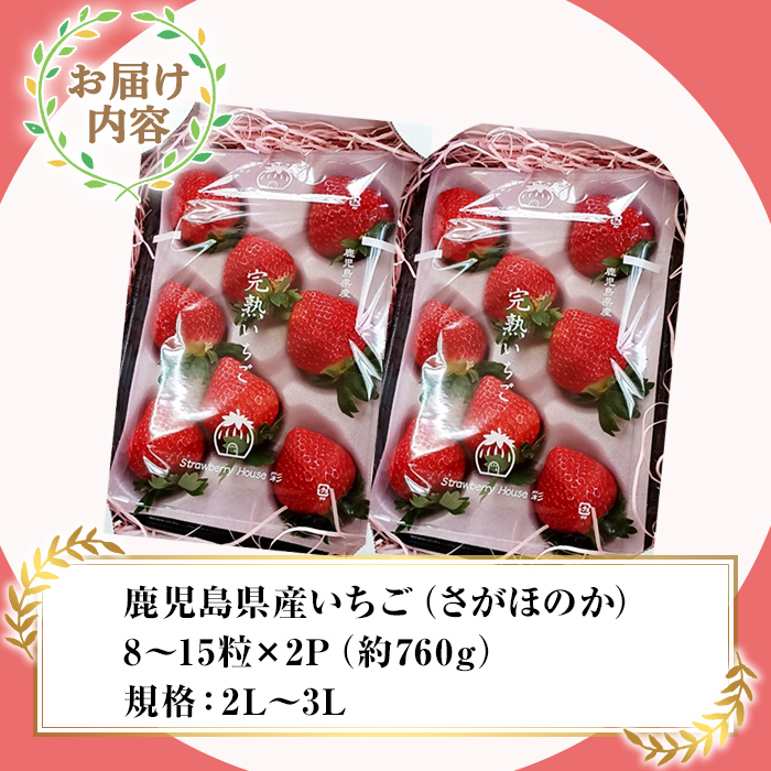 【数量限定】鹿児島県産いちご「さがほのか」8〜15粒×2箱　ストロベリーハウス彩より直送