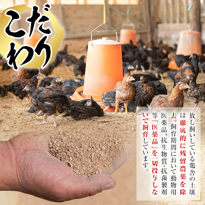 唯一の国産 幻の鶏肉 シャポーン鹿児島鶏バラシ２Kg以上【鶏肉 鶏 鳥肉 もも肉 むね肉 ガラ ササミ 手羽先 手羽元 内臓】