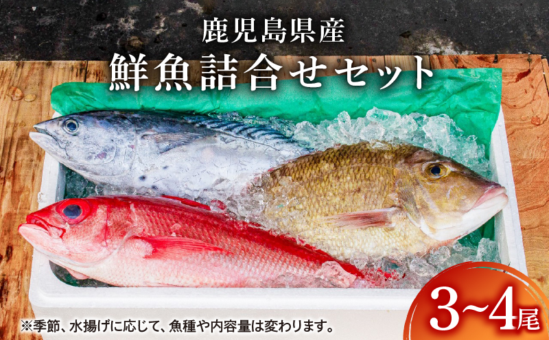 2530 鹿児島県産鮮魚詰合せセット（3〜4尾）　KN025-004-01