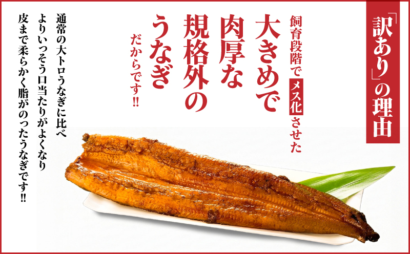 【訳あり（規格外）】プレミアム大トロ雌うなぎ蒲焼1尾（45尾サイズ：210〜235g）　KN040-022