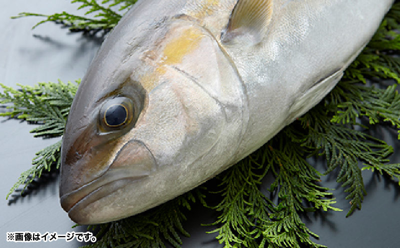 174-1 かのやカンパチロイン（カマ入）　KN001-001